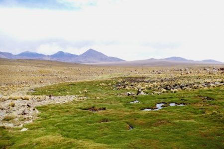 Estudio analiza 40 años de impacto de minería y clima en bofedales en norte de Chile
