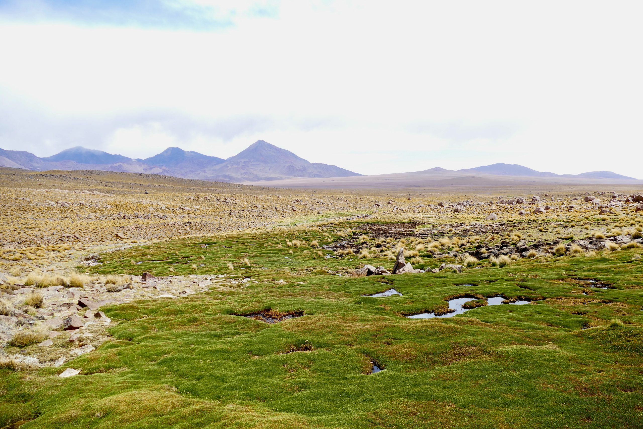 En este momento estás viendo Investigadores del Instituto publican importante estudio de bofedales andinos y riesgos asociados a la extracción de agua para la minería