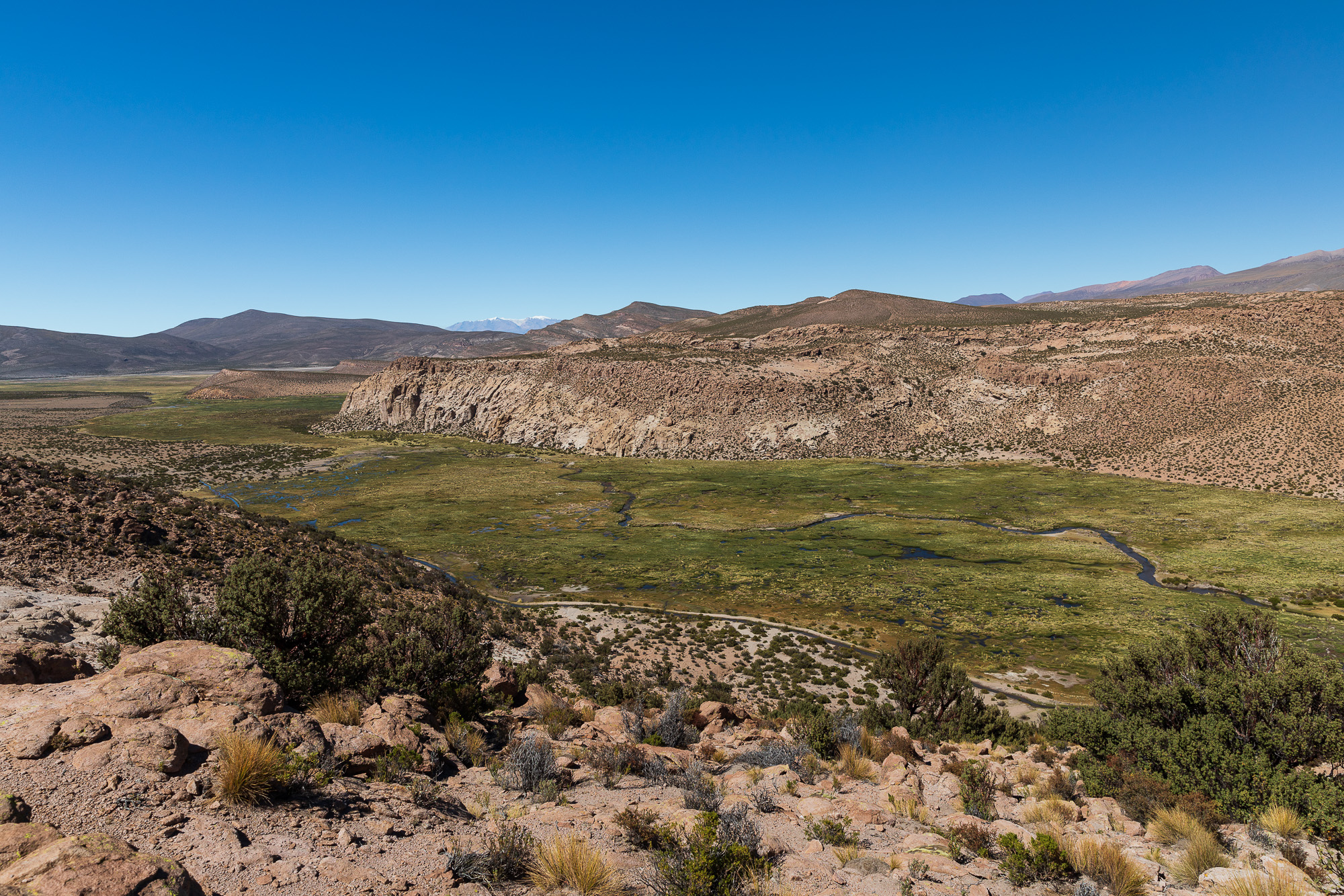 Lee más sobre el artículo ¿Por qué estudiamos los bofedales andinos? Los oasis del altiplano